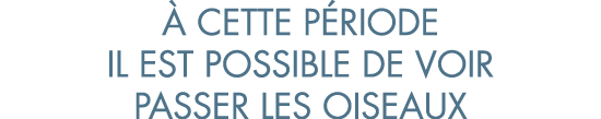   cette p riode il est possible de voir passer les oiseaux