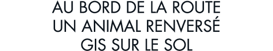 au bord de la route un animal renvers  gis sur le sol