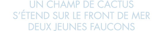 un champ de cactus s  tend sur le front de mer deux jeunes faucons