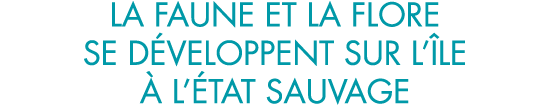 la faune et la flore se d veloppent sur l  le   l  tat sauvage