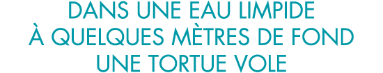 dans une eau limpide   quelques m tres de fond une tortue vole