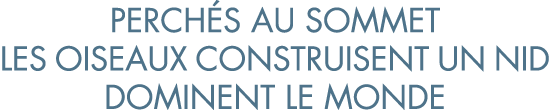 perch s au sommet les oiseaux construisent un nid dominent le monde