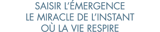 saisir l  mergence le miracle de l instant o  la vie respire