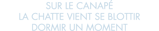 sur le canap  la chatte vient se blottir dormir un moment