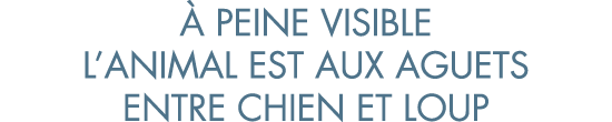   peine visible l animal est aux aguets entre chien et loup