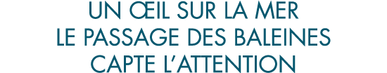 un  il sur la mer le passage des baleines capte l attention