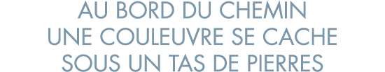 au bord du chemin une couleuvre se cache sous un tas de pierres