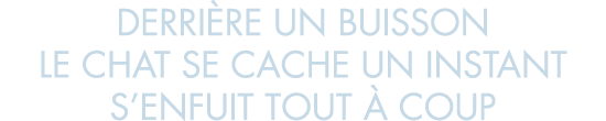 derri re un buisson le chat se cache un instant s enfuit tout   coup