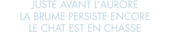 juste avant l aurore la brume persiste encore le chat est en chasse