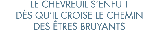 le chevreuil s enfuit d s qu il croise le chemin des  tres bruyants